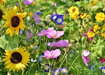 Plantfest to help support Cumbrian wildflower meadow