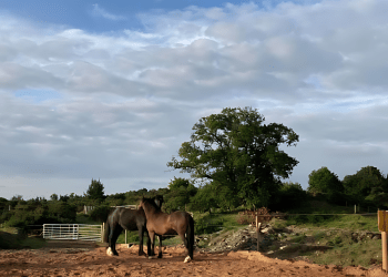 cumbrian-livery-business-gallops-towards-growth-thanks-to-six-figure-support-from-hsbc