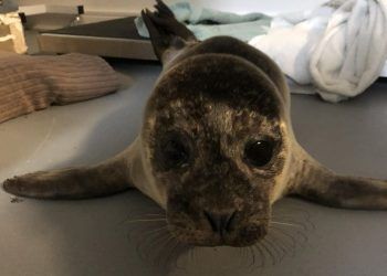 Cumbria to expand its seal and otter rehabilitation facilities