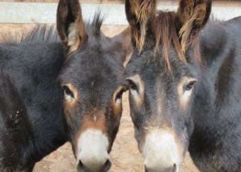 Your chance to meet rescue donkeys at Shap Farmers Market