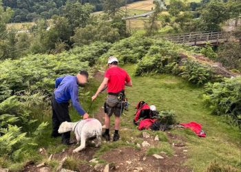 Lake District rescue for Herdwick sheep from ledge after suspected dog attack