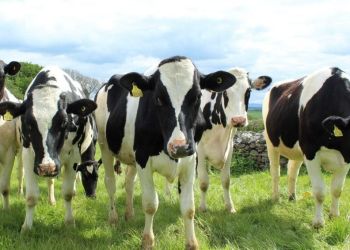 next-generation-to-benefit-from-golden-hooves-initiative