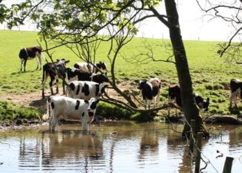 farmer-owned-first-milk-records-‘healthy-performance’