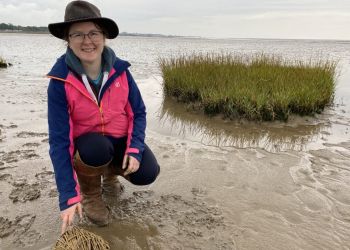 Work starts to encourage salt marsh growth in Morecambe Bay