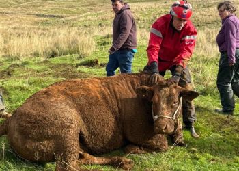 Cow rescued from sink hole by firefighters in Cumbria