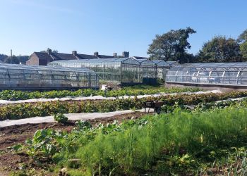 Space to grow: Unique gardening charity changing lives in Cumbria