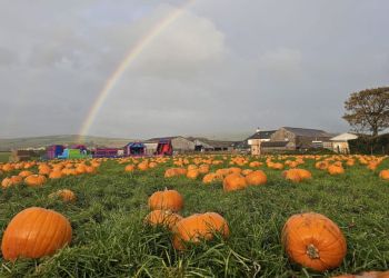 Pumpkin picking in Cumbria: Your guide for 2024