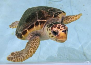 Turtle rescued from Cumbrian beach returns to wild