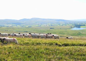 calls-for-more-support-for-farmers-in-cumbria