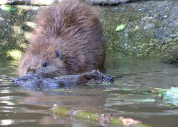 WATCH: First sighting of baby beavers born in north Cumbria