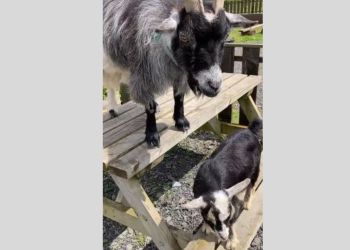 Celebrity goats Karen & Gary topping bill at Holker Hall’s Winter Market