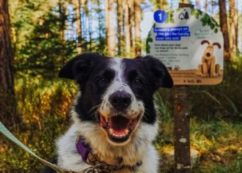 Wallace and Gromit walk launches in Grizedale and Whinlatter forests