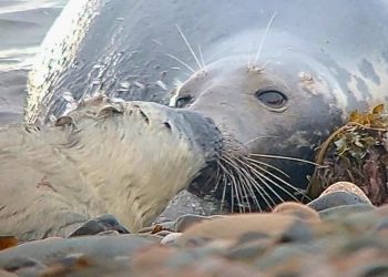 Seal pups born at South Cumbrian nature reserve