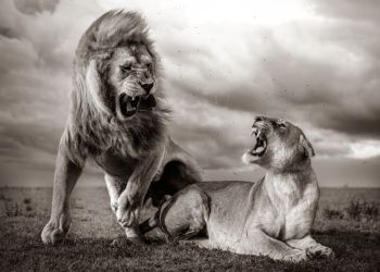 Take a walk on the wild side at Whitehaven’s Beacon Museum