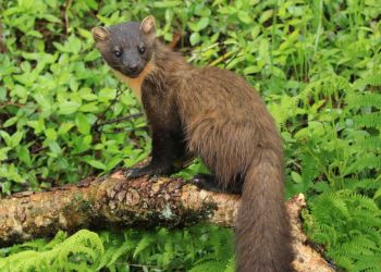 WATCH: Lifeline for pine martens in South Cumbria