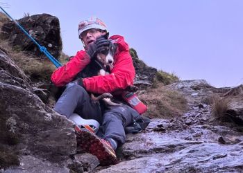 Border Collie rescued after getting stuck on Lake District fell