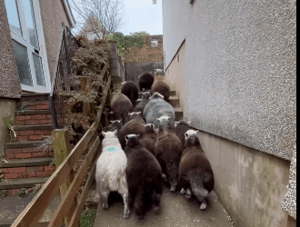 Was it a ram raid? 15 sheep on lam in West Cumbrian town