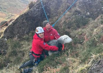 Feisty sheep rescued after getting stuck on ledge in Lake District