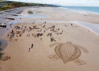 From sharks to seals – Cumbria Wildlife Trust’s 2024 marine highlights
