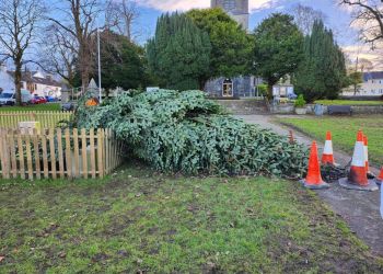 South Cumbrian village’s Christmas tree rescued thanks to local firm