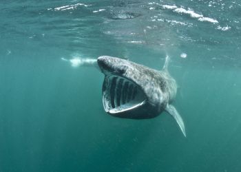 From sharks to seals – Cumbria Wildlife Trust’s 2024 marine highlights