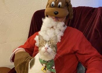 Here comes Santa Paws: Cumbrian pets invited to festive meet and greet for charity