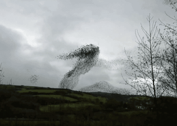 WATCH: Starling murmuration in West Cumbria