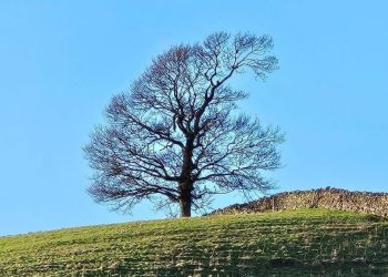 Fears 5G tower next to Kendal’s ‘Sycamore Gap’ will destroy landmark