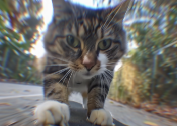 Meow you’re talking! Workington cinema to show 76 minutes of cat videos