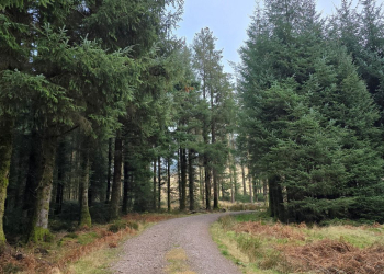 Cumbria’s forests to close ahead of Storm Éowyn