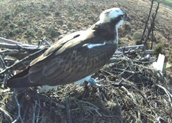 New osprey settles in at South Cumbrian nature reserve