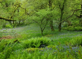 Festival to celebrate Cumbria’s hidden rainforests