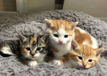 Cumbrian animal charity’s rise in rehoming pets