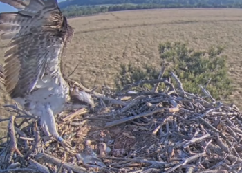 First osprey chick of 2025 born at South Cumbrian nature reserve