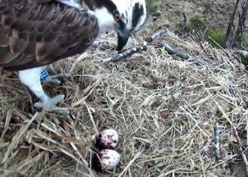 New osprey couple lay first eggs at South Cumbrian nature reserve
