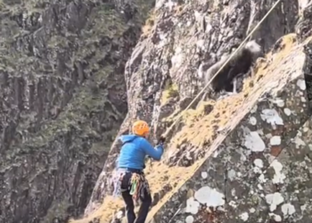 Sheep rescued after getting stuck above Lake District’s Via Ferrata