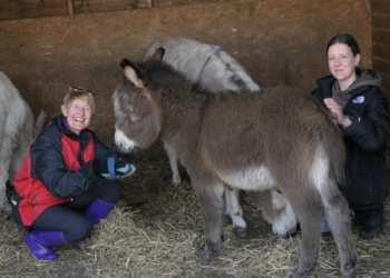 Cumbrian donkey sanctuary calls for support to continue vital work