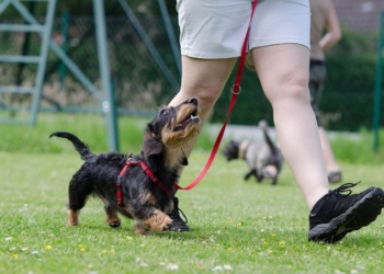 Bark in the Park: Community dog show to be held for South Cumbrian charities