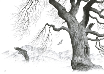 Celebrating the great trees of Cumbria in new Lake District exhibition