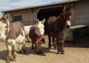 Come along and meet some of the Barnhill rescue donkeys at Westmorland and Dales Festival