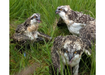 Osprey chicks tagged at South Cumbrian nature reserve