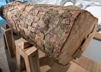 Sycamore Gap returns home thanks to work by Cumbrian artist