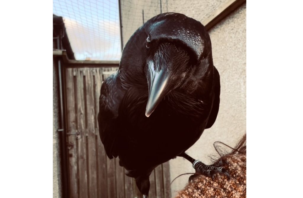 Have you seen Syd the raven?