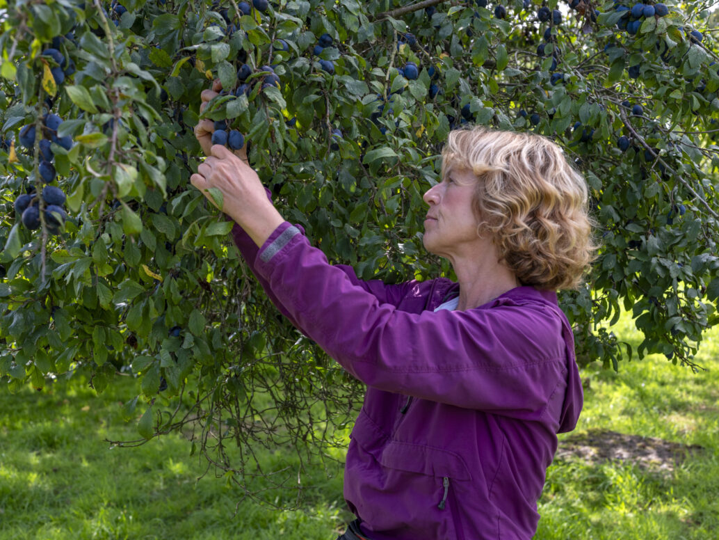 south-cumbrian-damson-industry-records-bumper-year