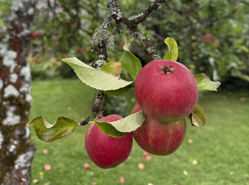 Apples & Bees – Celebrate late summer bounty at Dalemain event