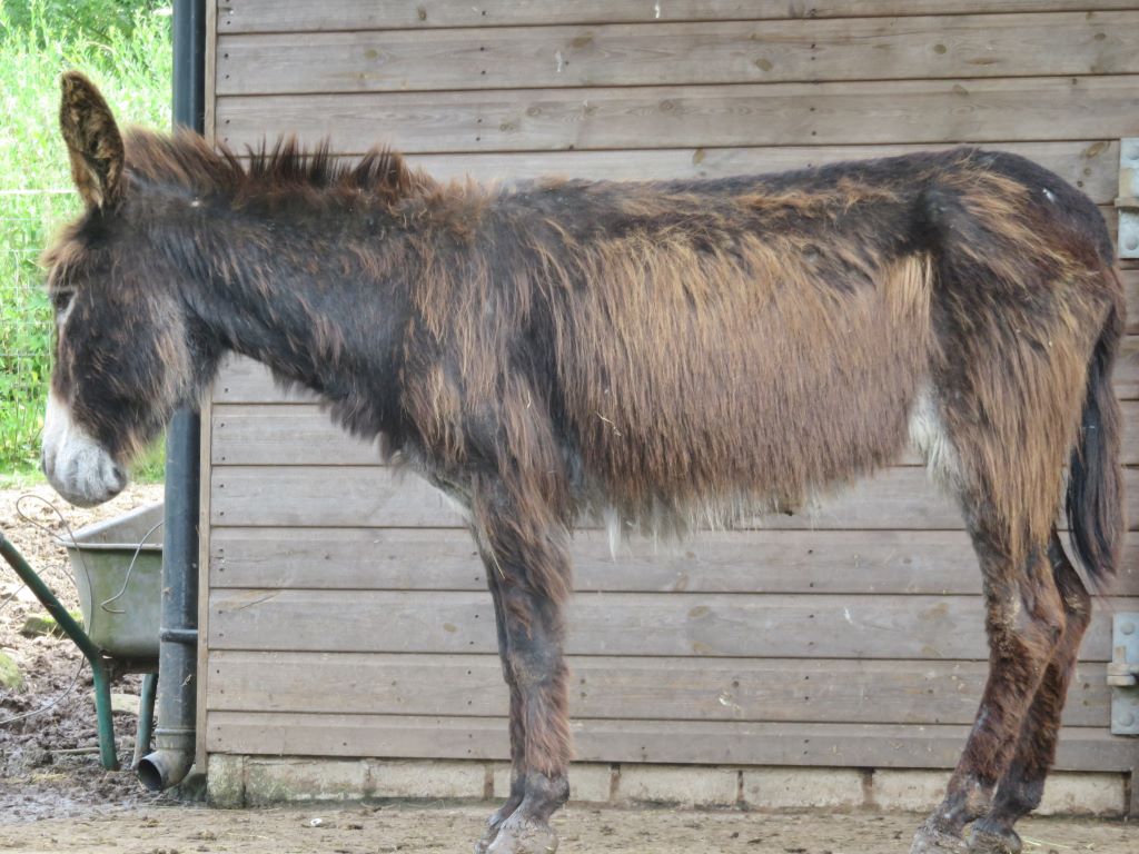Urgent appeal for help by Barnhill Donkeys Retreat