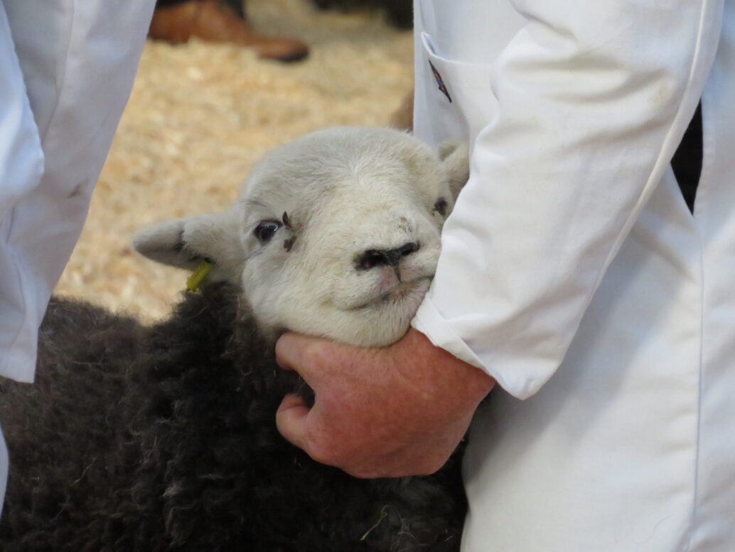 outstanding-day-at-borderway-agri-expo-2025