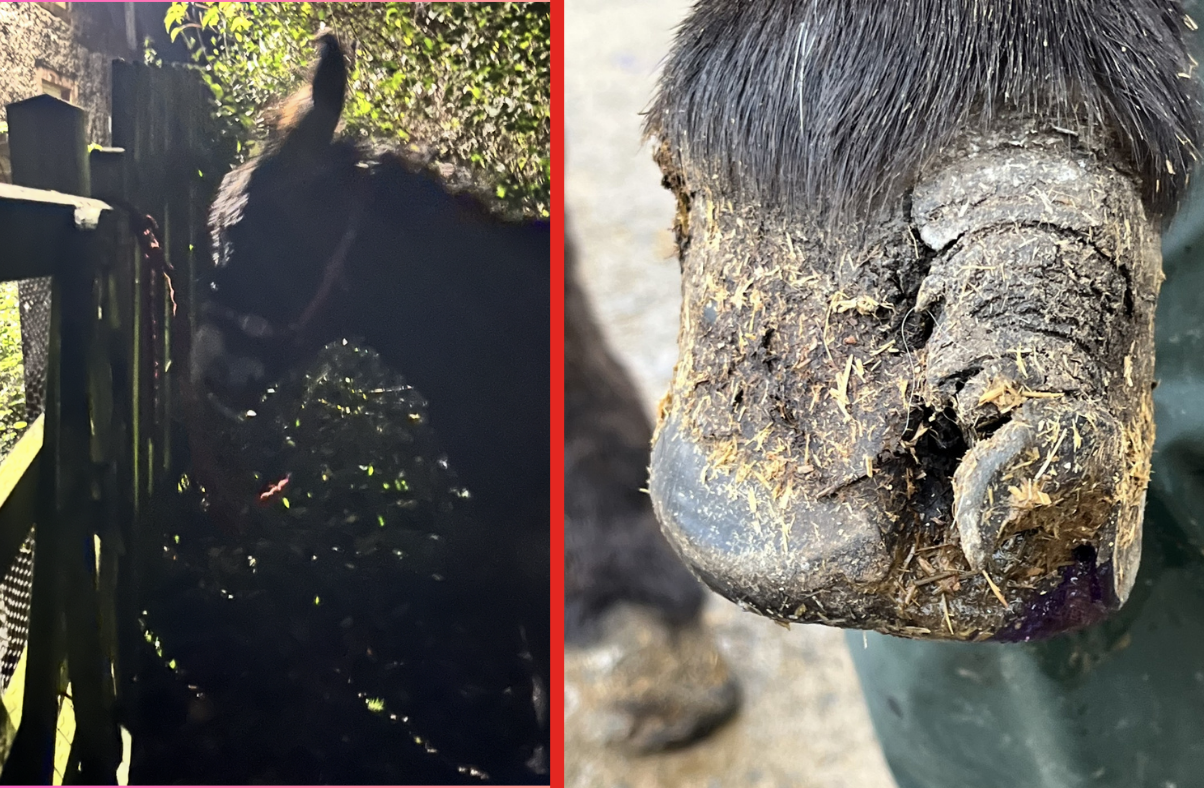 Cumbrian donkey sanctuary’s petition to make DIY hoof trimming illegal 