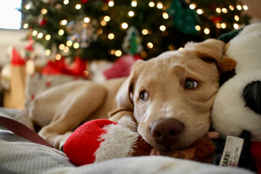 Keep your pets safe and healthy this Christmas