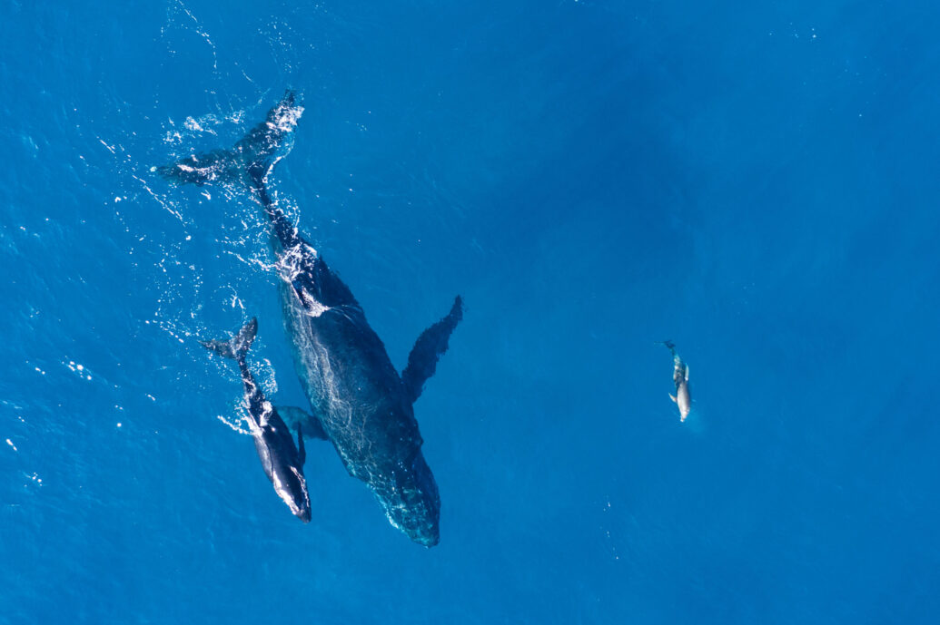 surveyors-use-satellite-imagery-to-track-whales-in-remote-areas